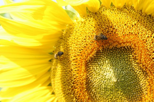 Киреевским пчеловодам рассказали о ближайших обработках посевов сельхозкультур
