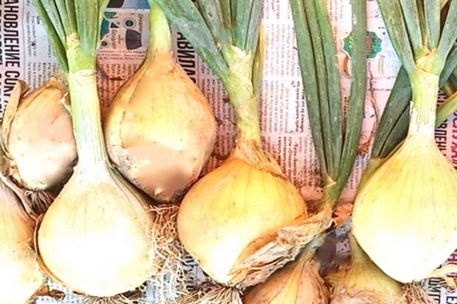 Киреевчанам рассказали, как вырастить огромный и сладкий лук «Эксибишен» из семян