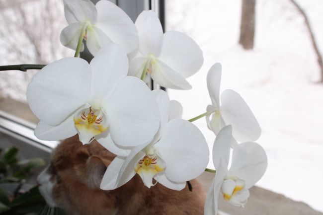 Киреевчанам рассказали, когда пересаживать купленную орхидею