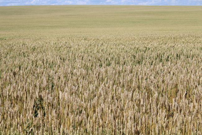 Киреевским аграриям рассказали о болезнях озимой пшеницы в ранневесенний период в поле