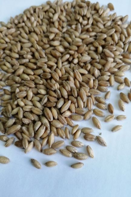 Киреевчанам рассказали, чем отличается полба от пшеницы