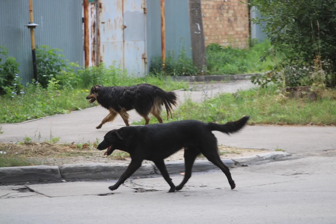 В результате вмешательства прокуратуры в Донском организован отлов животных без владельцев
