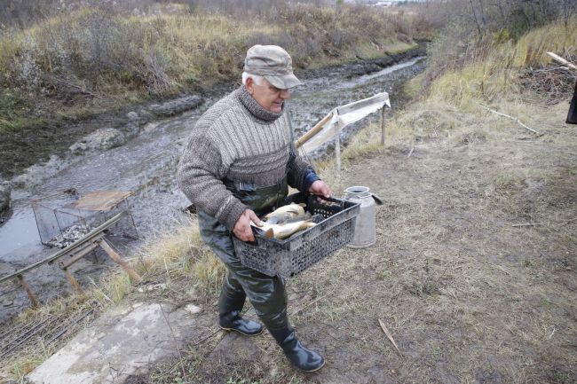 В России показатели разведения рыбы выросли вдвое