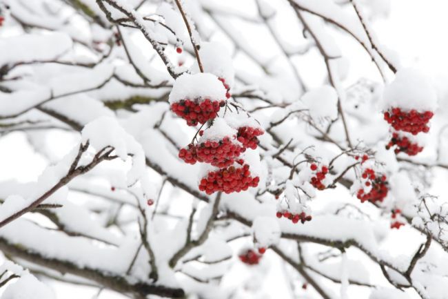 В Тульском регионе ожидается снег и мороз