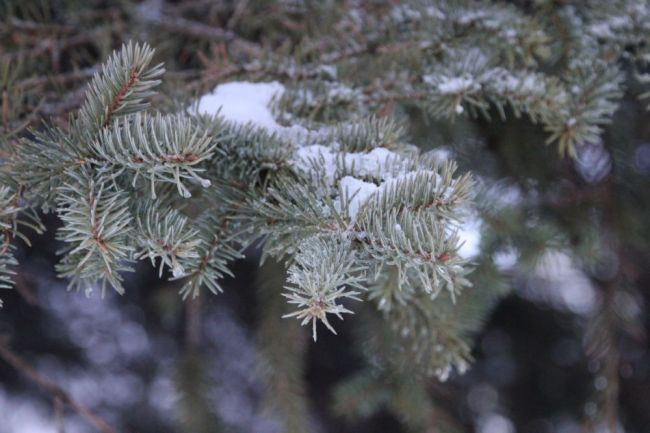 В Тульском регионе ожидается снег с дождем и оттепель