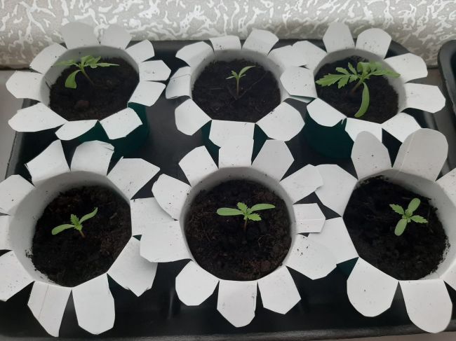 Обучающиеся Арсеньевского дома детского творчества посадили семена бархатцев
