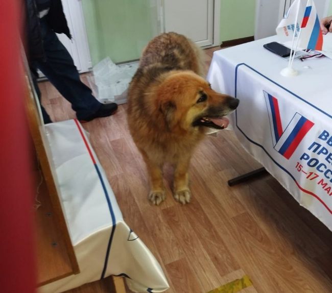 В Манаенках работу избирательного участка проинспектировала собака Найда