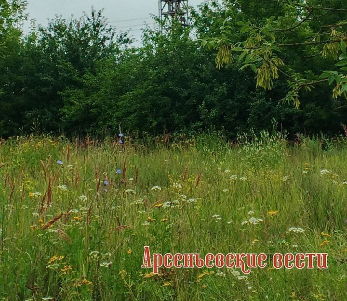 Какая погода ждет арсеньевцев