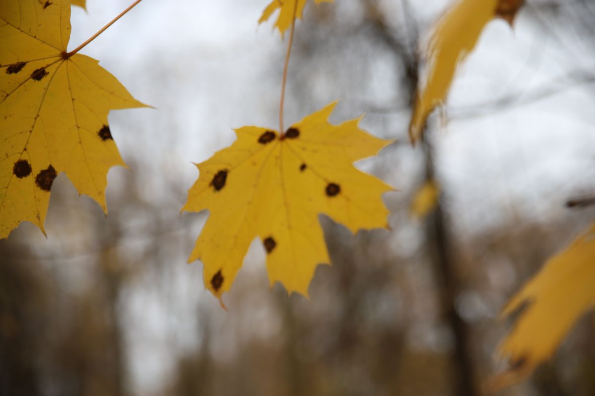 Чего ждать от погоды арсеньевцам?