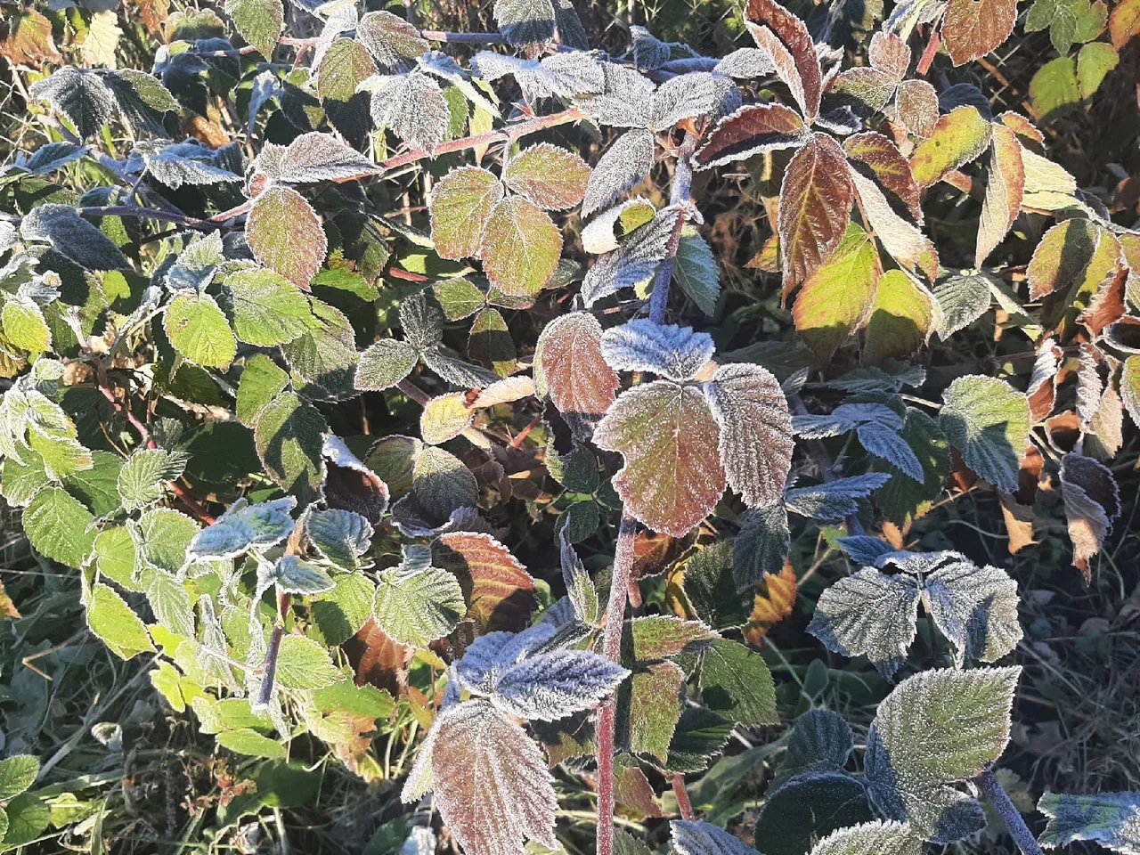 Чего ждать от погоды арсеньевцам? Чего ждать от погоды арсеньевцам?