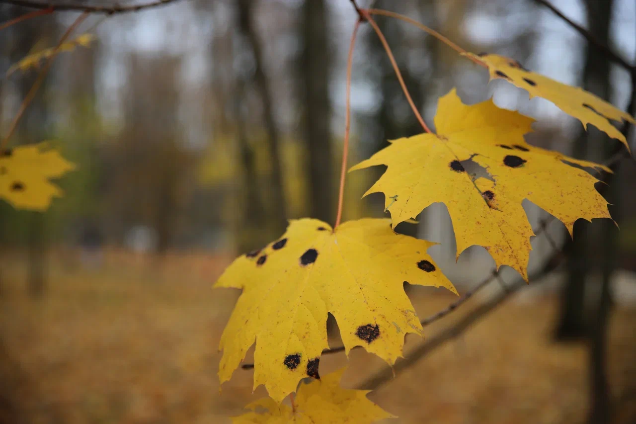 Чего ждать от погоды арсеньевцам? Чего ждать от погоды арсеньевцам?