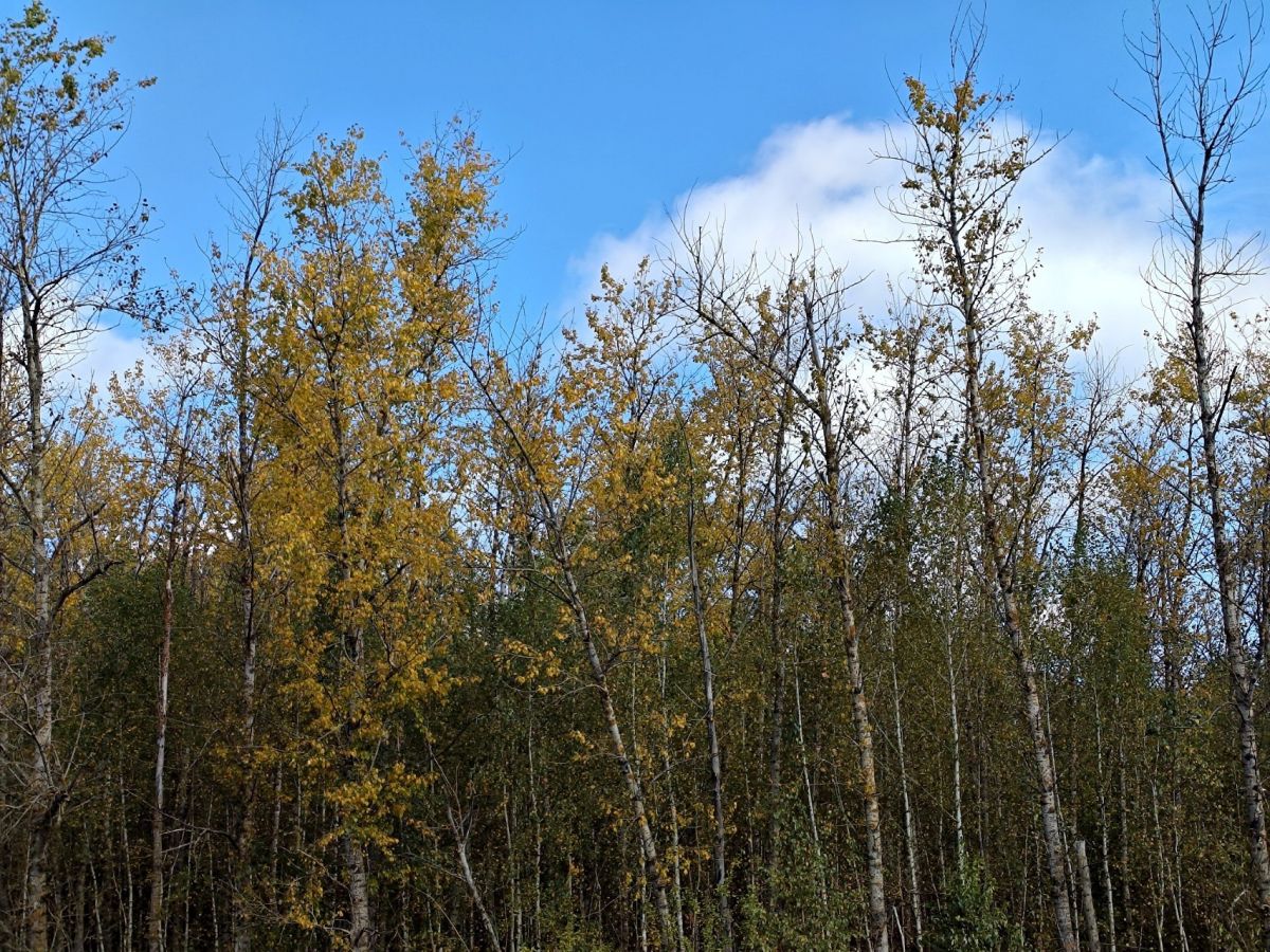 Чего ждать от погоды арсеньевцам? Чего ждать от погоды арсеньевцам?