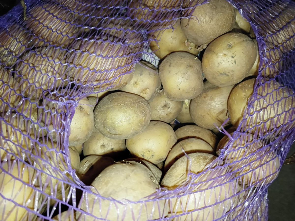 Не только вкусно, но и полезно: арсеньевцам рассказали о картофеле и его хранении