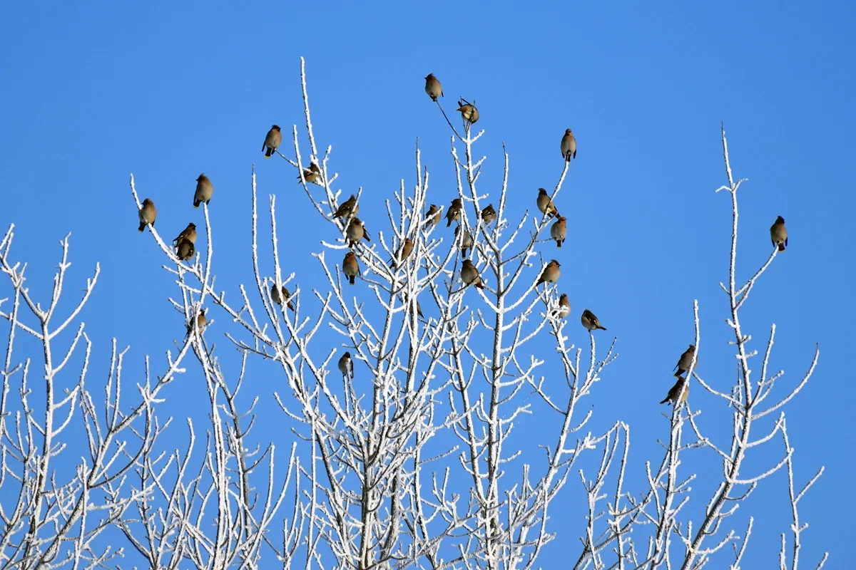 Чего ждать от погоды арсеньевцам? Чего ждать от погоды арсеньевцам?