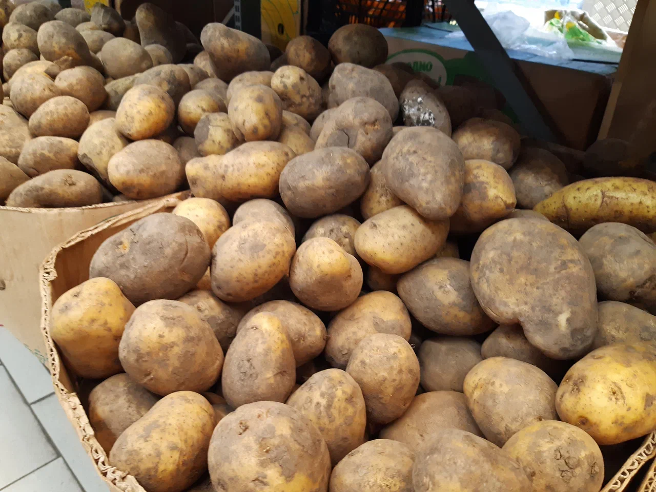 Куплю картофель тульская область. Мини клубни картофеля из семян. Мини клубни картофеля из семян элита.