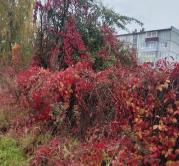 В Арсеньево сегодня дождливо и пасмурно