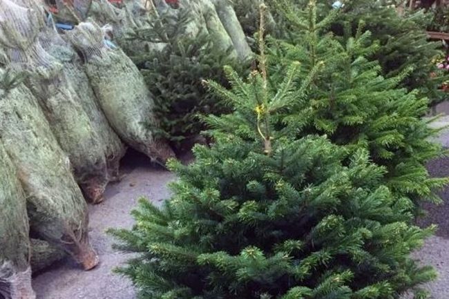 Белёвцев научили правильно выбирать новогоднюю елку