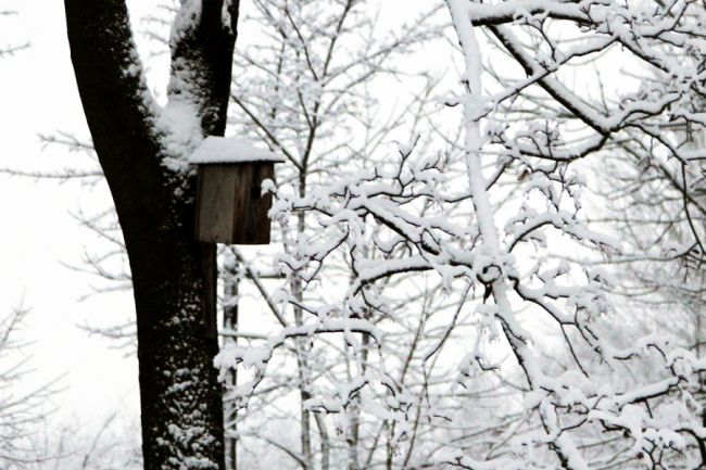 Синоптики предупреждают белёвцев о надвигающихся очередных морозах и сильных снегопадах