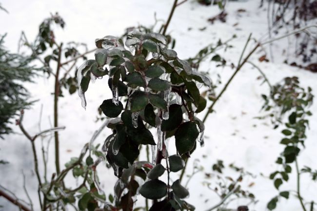 Синоптики предупреждают белёвцев о ледяных дождях в начале следующей недели