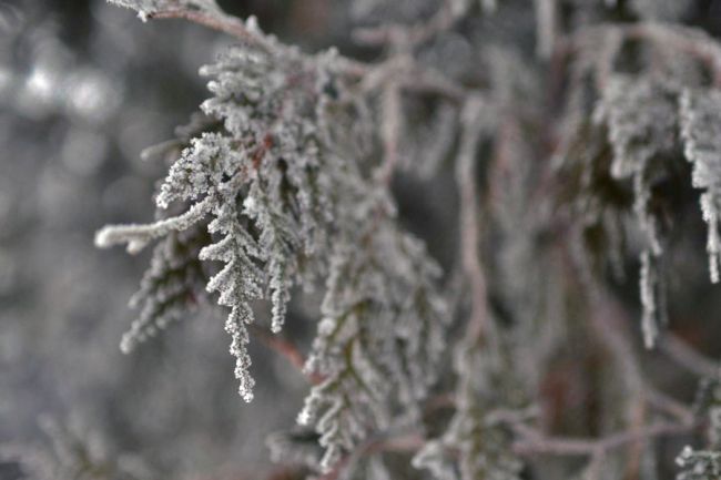 Погода недели: белёвцев ждут морозы и барический «бугор»