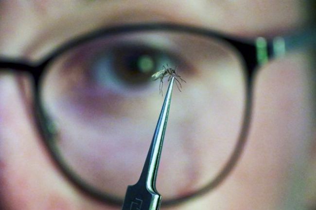«Роспотребнадзор успокаивает»: риски завоза лихорадки денге в Россию исключены