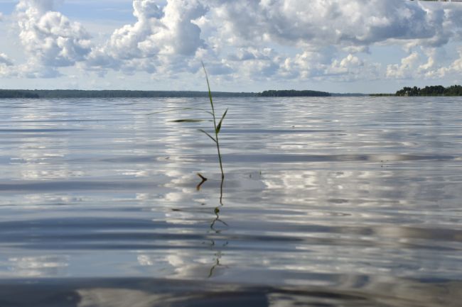 Тульская область улучшила позиции в национальном экологическом рейтинге