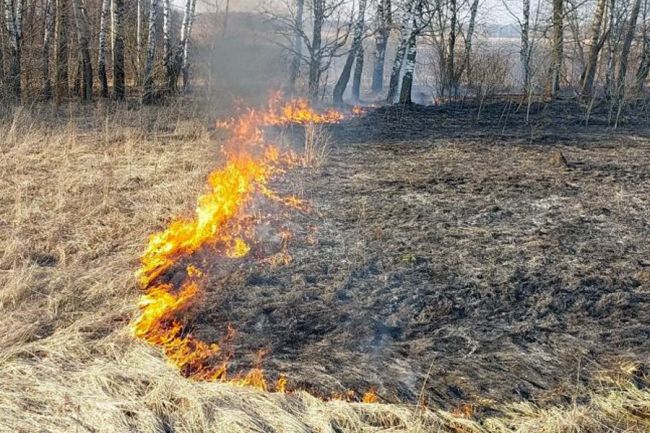 В Белёвском районе деньгами будут поощрять людей, «сдавших» поджигателей сухой травы
