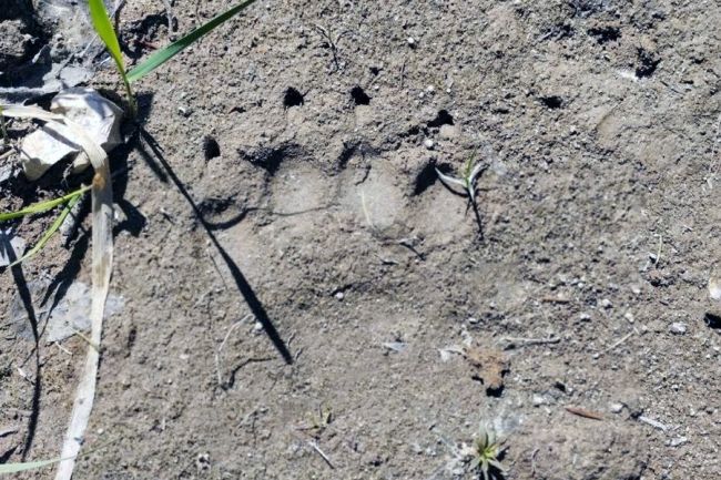 «Мишка косолапый по лесу идёт»: о медведе в Белёвском районе