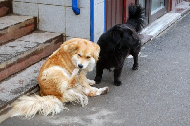 Покусанный безнадзорной собакой житель Белёва получил компенсацию