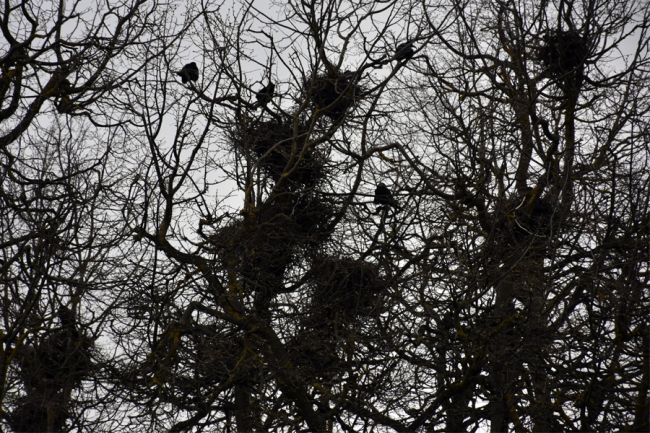 Вороны на верхушках деревьев сидят – к теплу: народные приметы на 26 апреля