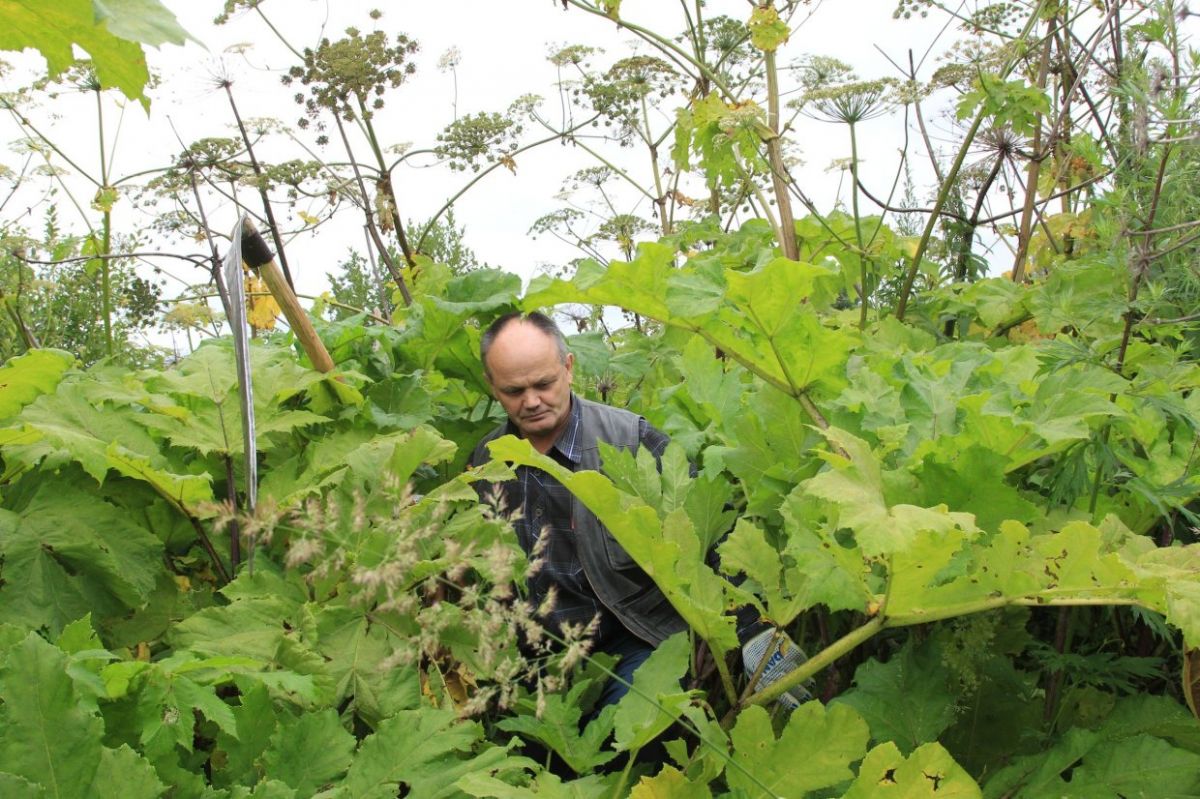 Белёвцам предложили новый способ борьбы с борщевиком Белёвцам предложили новый способ борьбы с борщевиком