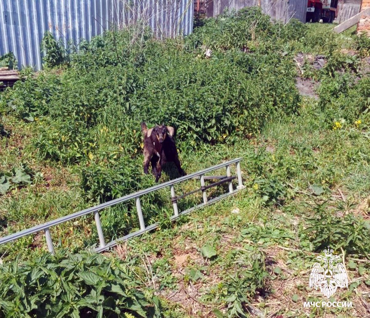 Белёвские спасатели выручили из беды четвероногого потерпевшего