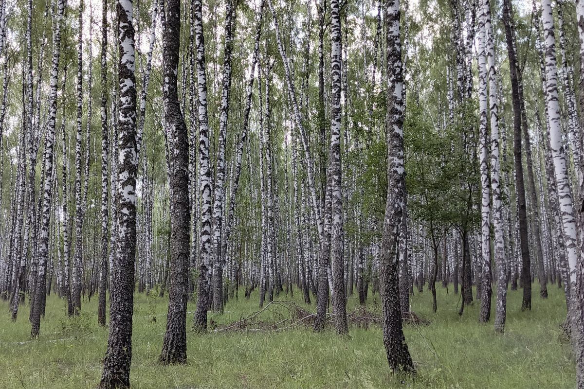 Сегодня в Белёве будет пасмурно