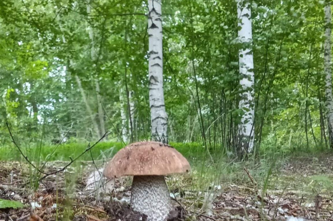 Дожди - грибам утеха, грибникам - не помеха