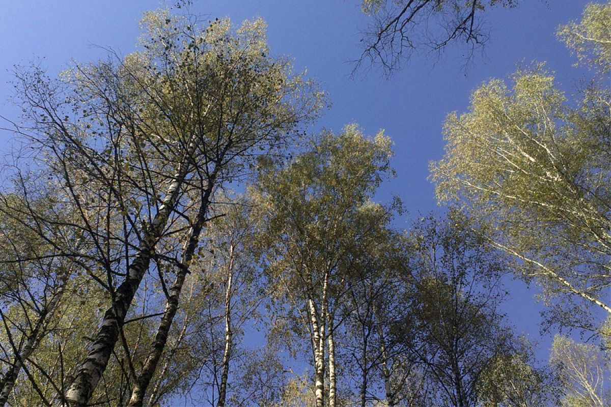 Когда, наконец-то, бабье лето придёт в Белёв?
