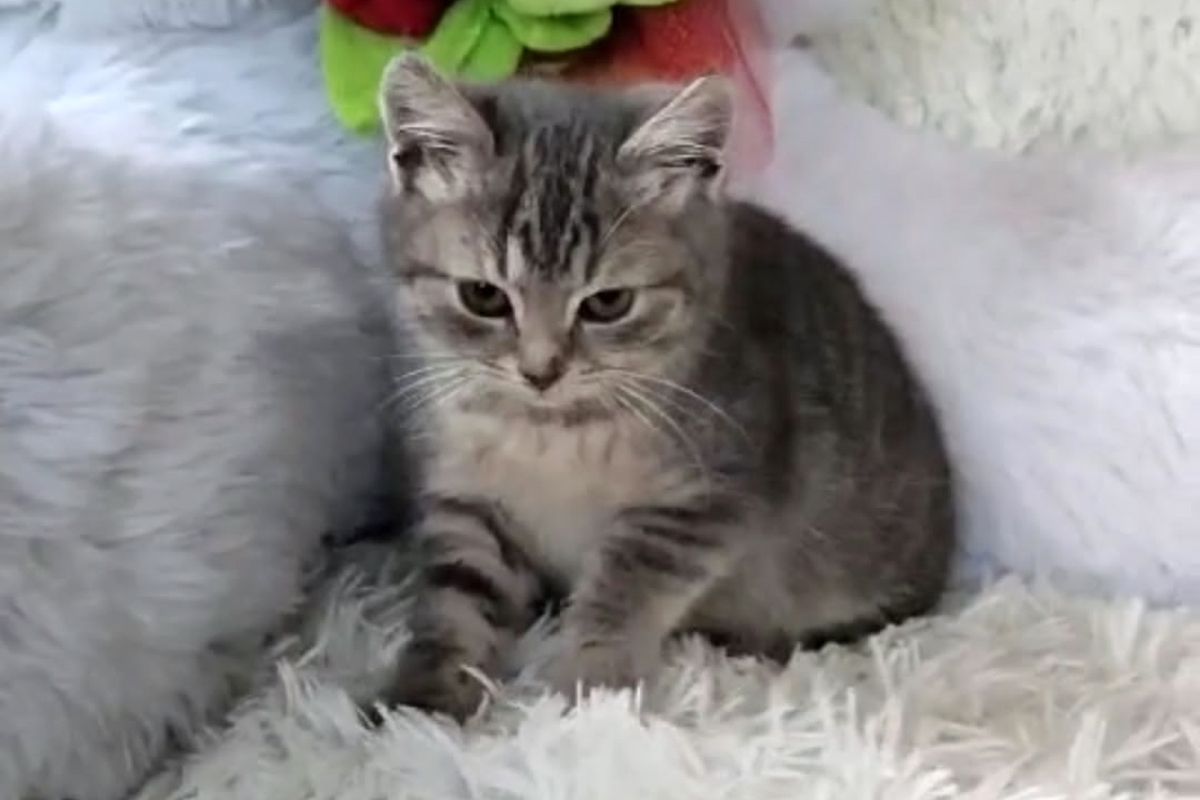 Акция «Мой милый друг» прошла в Будоговищенской школе Акция «Мой милый друг» прошла в Будоговищенской школе