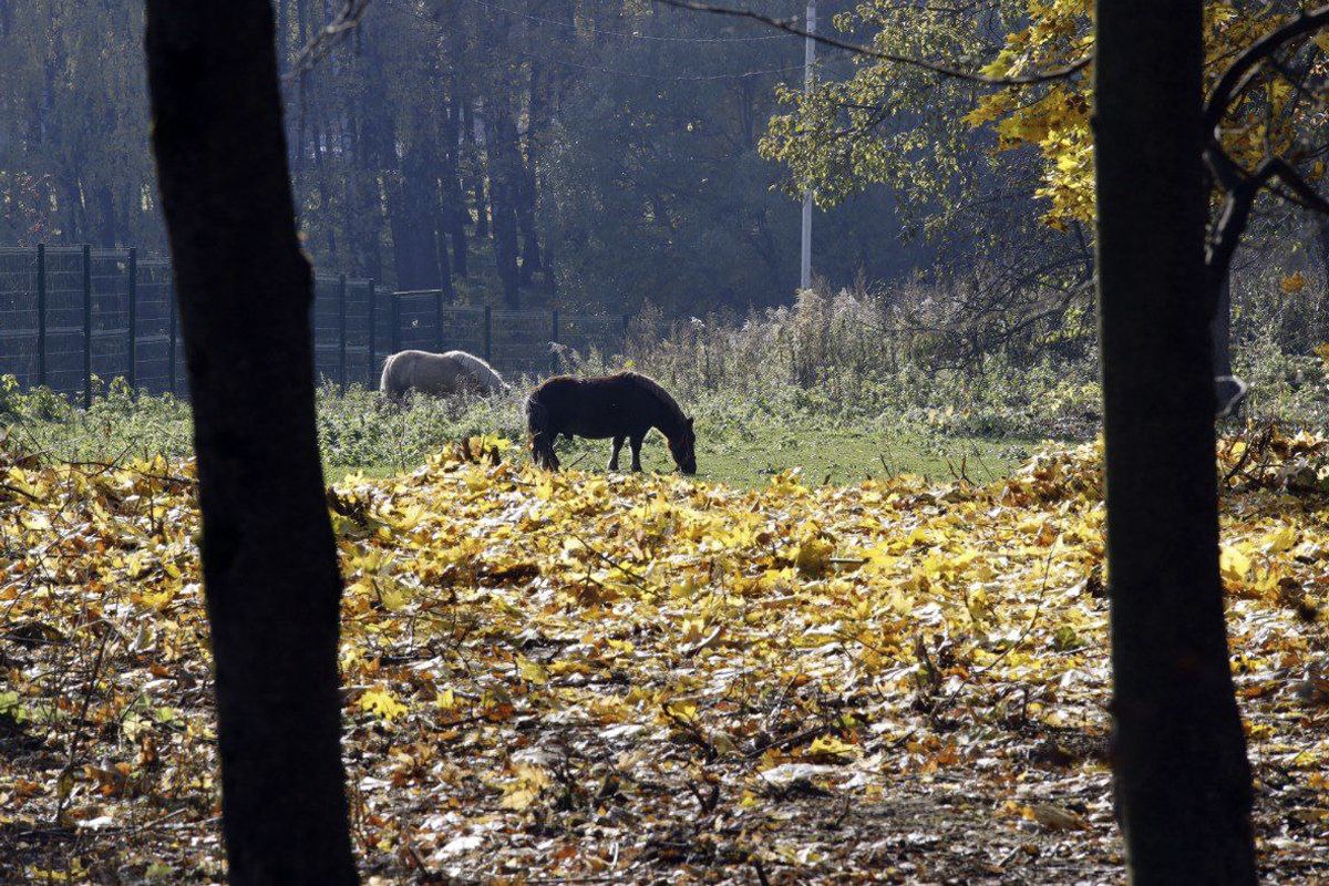 Народные приметы на 29 октября: что можно и нельзя делать в этот день Народные приметы на 29 октября: что можно и нельзя делать в этот день