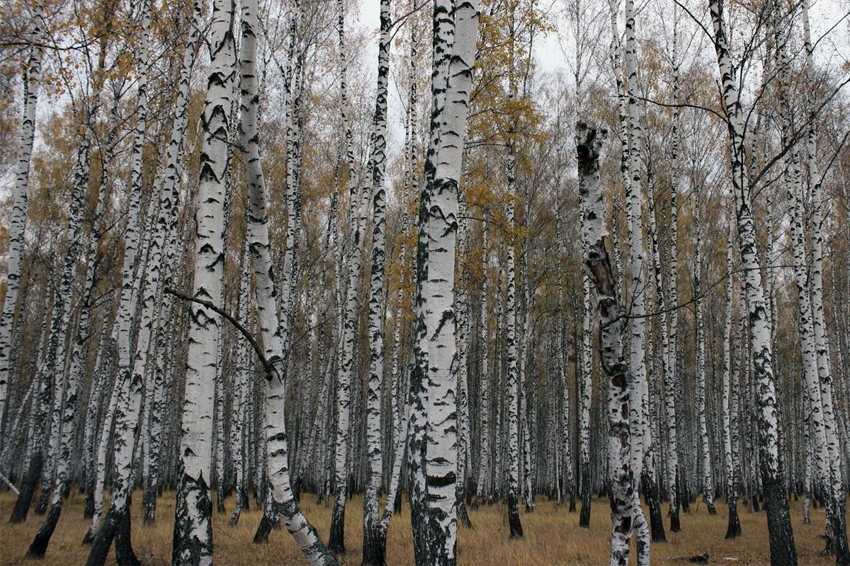 Какую погоду сегодня обещают белёвцам синоптики? Какую погоду сегодня обещают белёвцам синоптики?