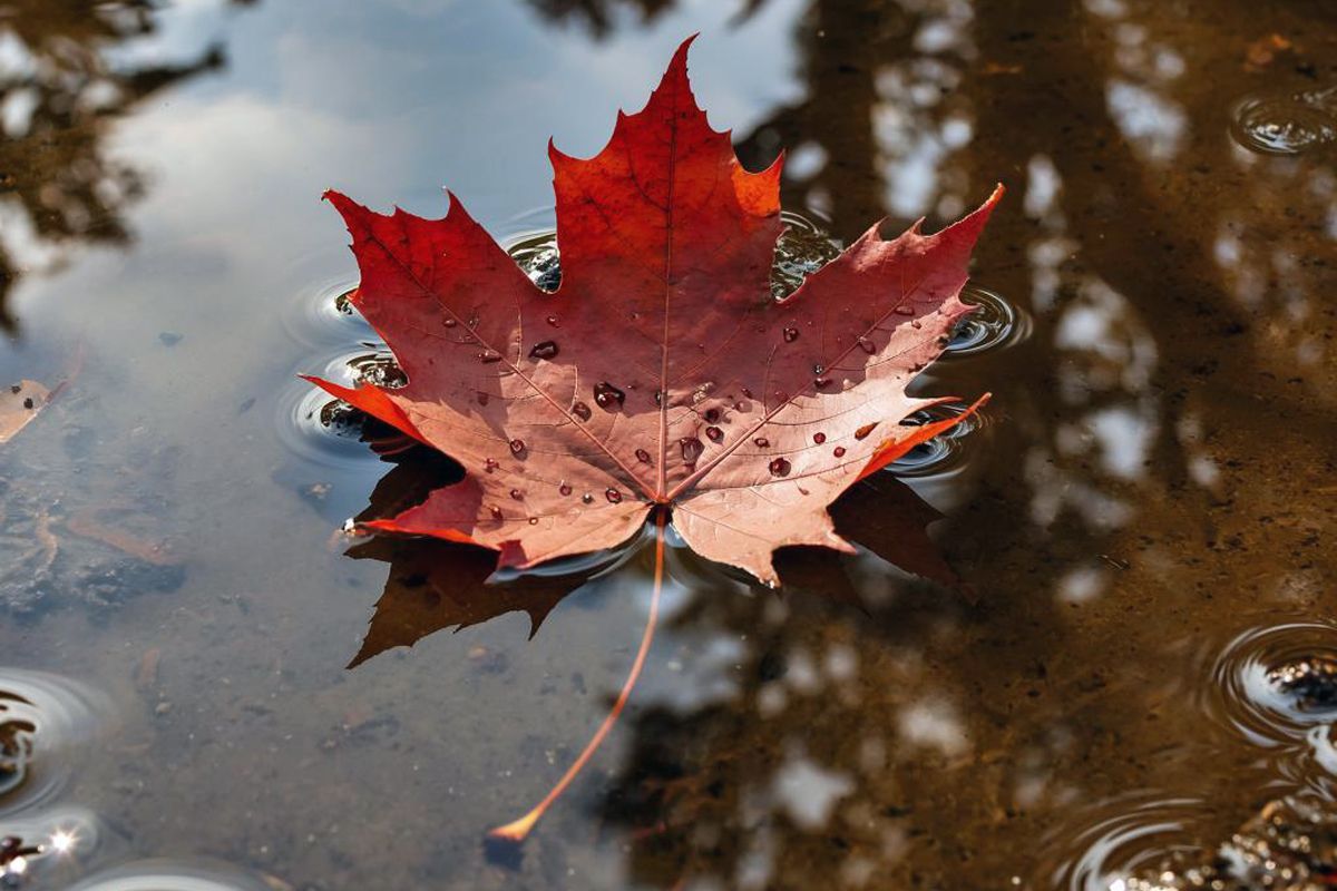 Синоптики пообещали белёвцам тёплое начало ноября Синоптики пообещали белёвцам тёплое начало ноября
