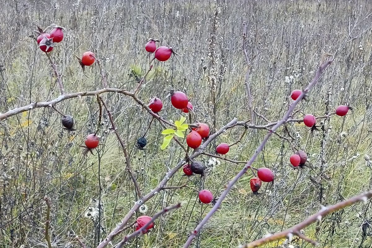 Подготовьте страшные истории на День Арефы: приметы на 6 ноября 2025 Подготовьте страшные истории на День Арефы: приметы на 6 ноября 2025