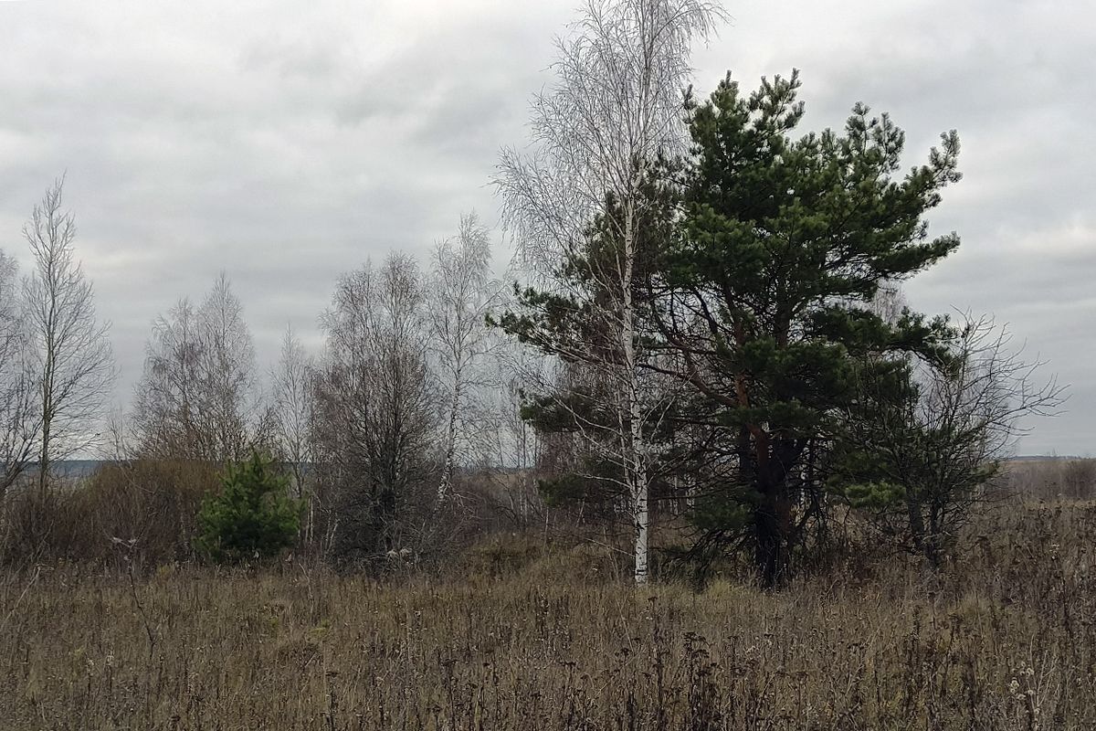 Какая погода ждёт белёвцев сегодня Какая погода ждёт белёвцев сегодня