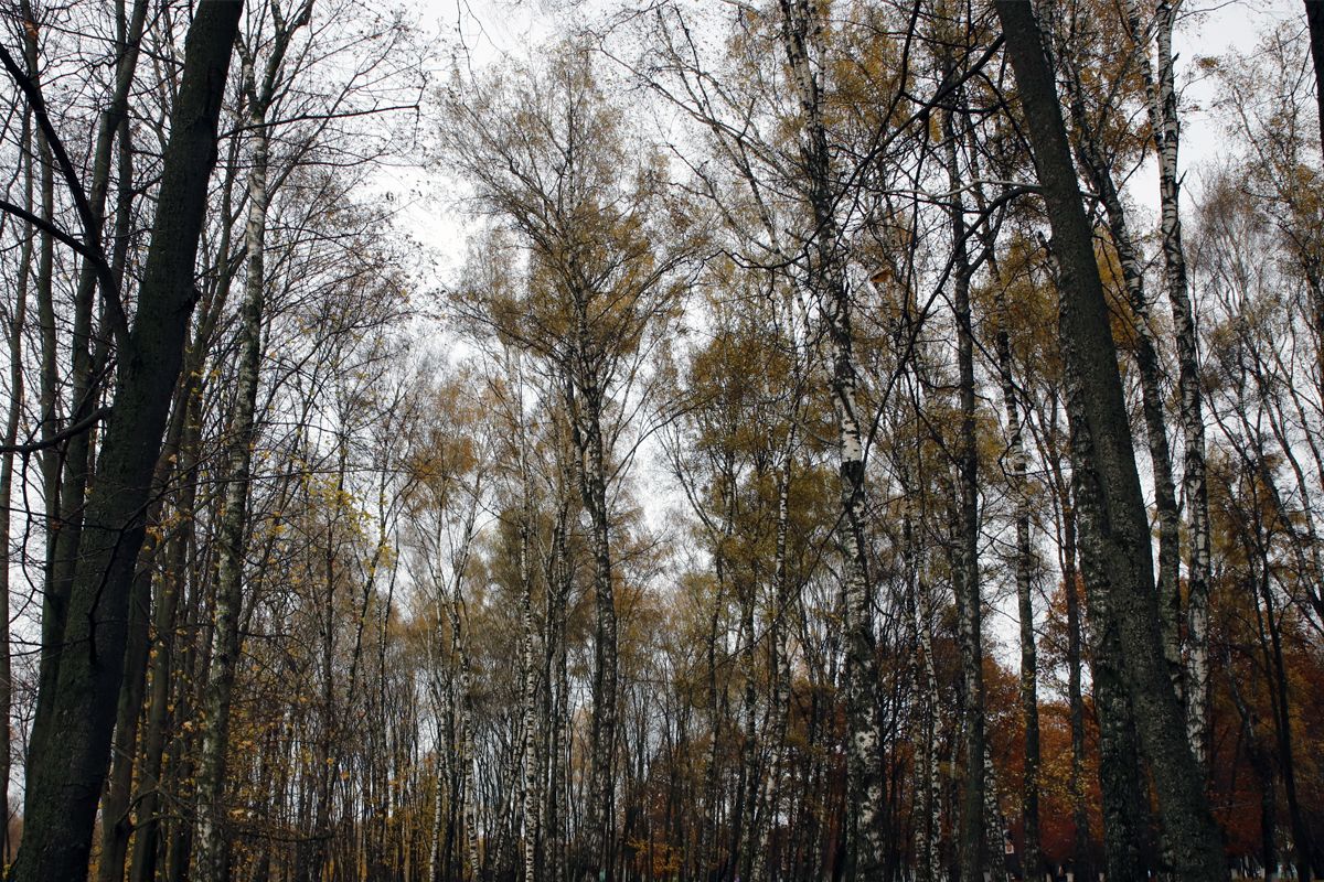 «Соблюдайте тишину»: приметы на 7 ноября 2025 года «Соблюдайте тишину»: приметы на 7 ноября 2025 года