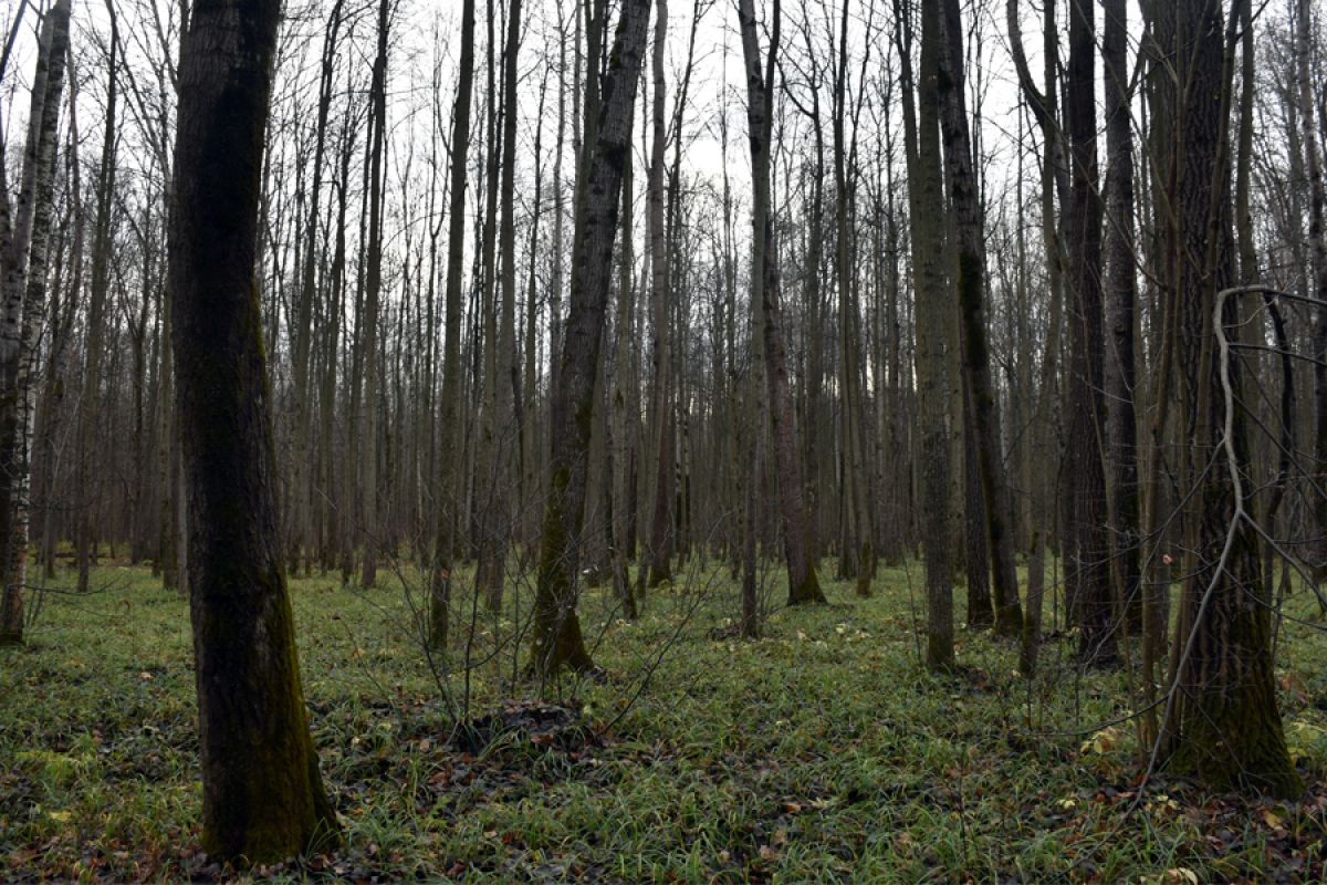 Сегодня в Белёве возможен небольшой дождь Сегодня в Белёве возможен небольшой дождь