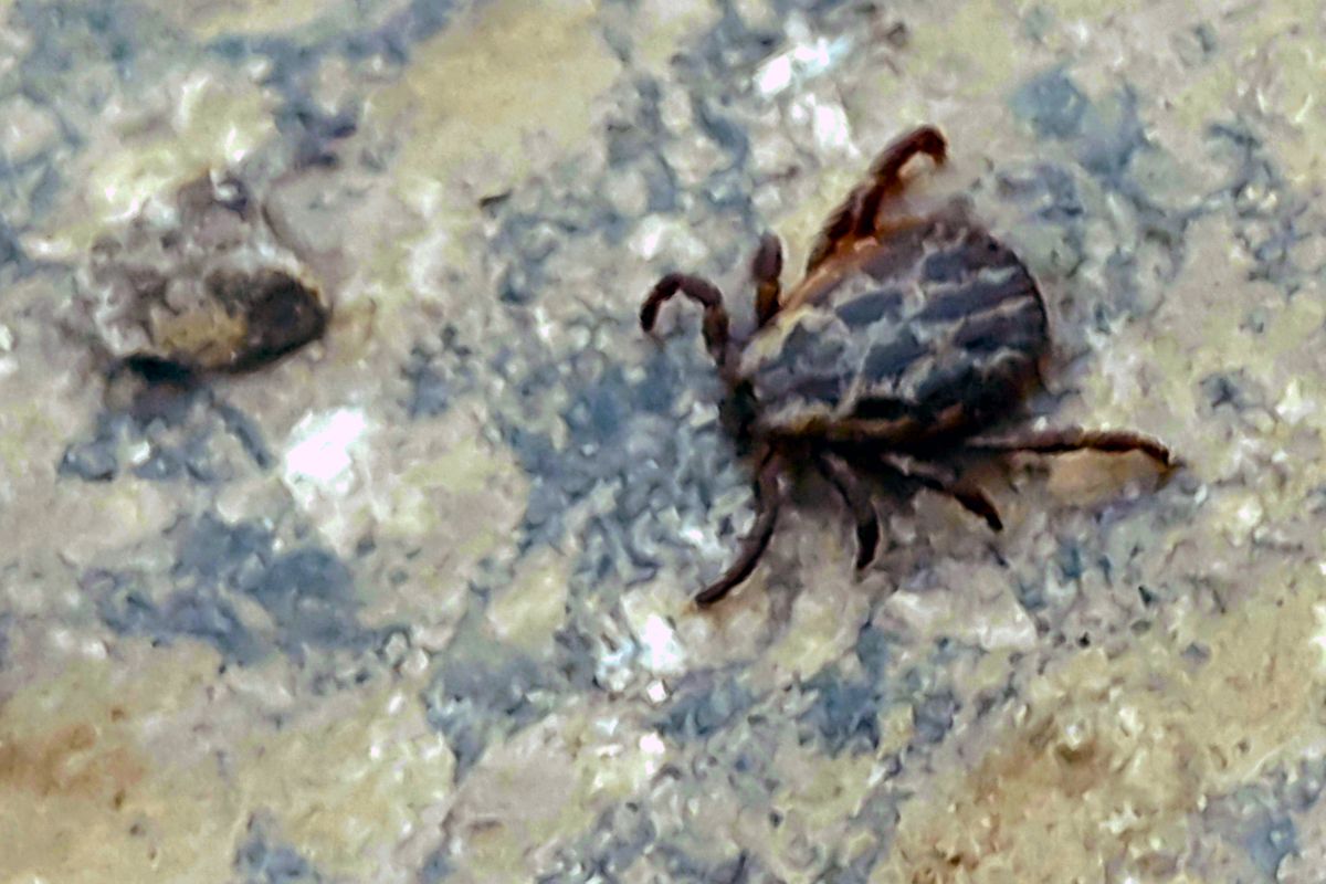 Белёвцам напомнили об опасности клещевого энцефалита в осенний период