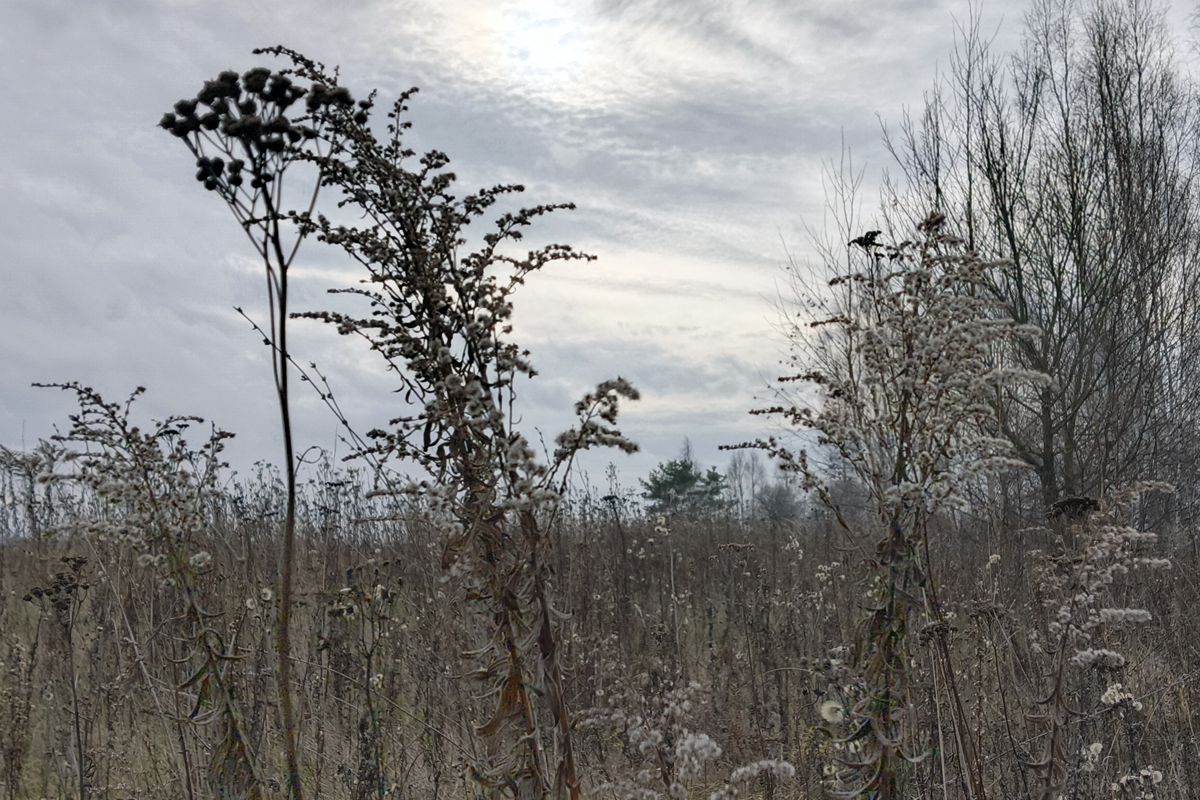 Белёвская природа. Ноябрь Белёвская природа. Ноябрь