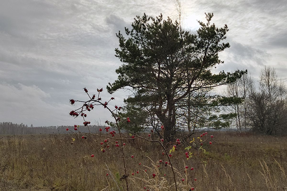 Белёвцам рассказали о погоде сегодня