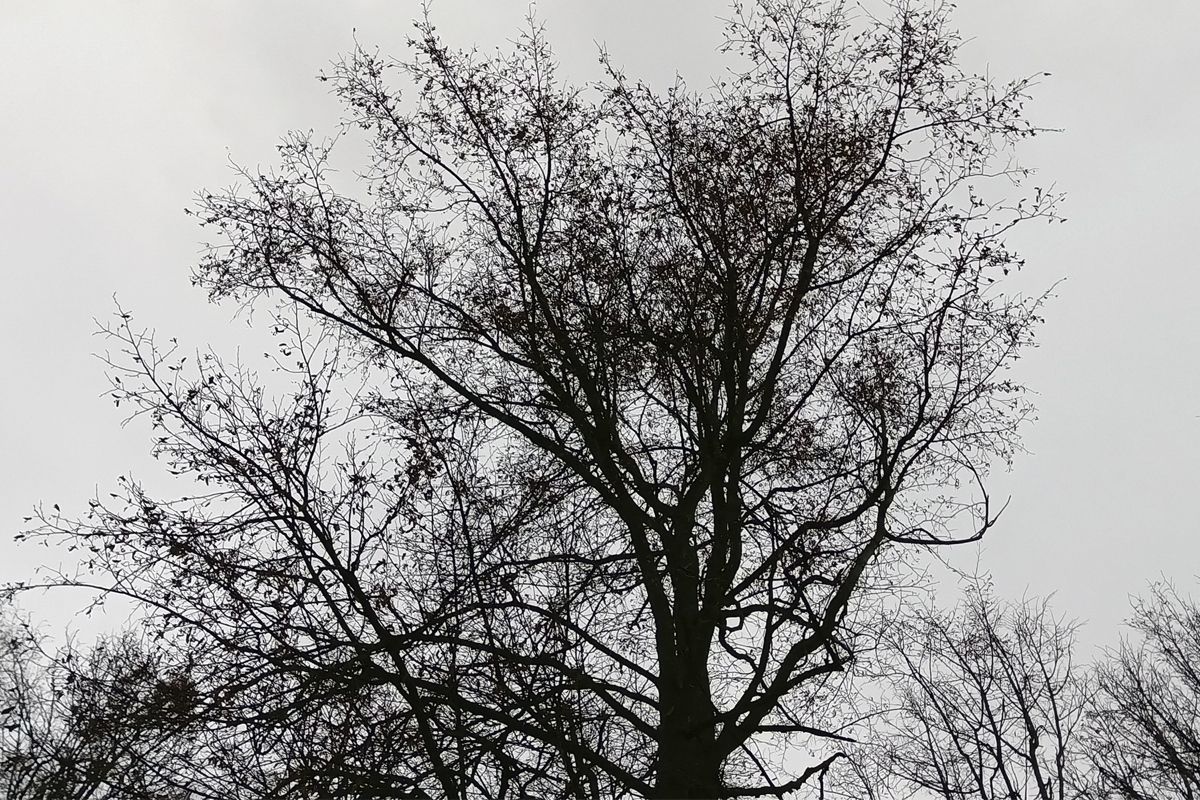 Белёвцам рассказали о погоде во вторник