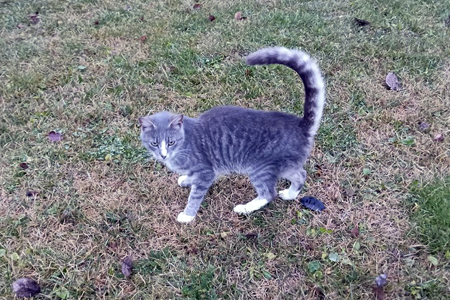 Какая погода ждёт белёвцев в пятницу Какая погода ждёт белёвцев в пятницу