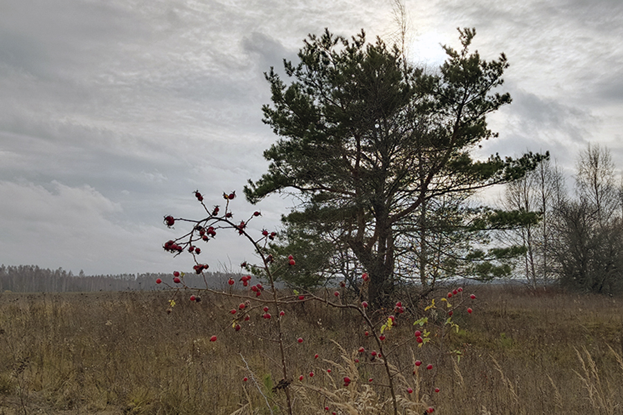 Какая погода ждёт белёвцев во вторник