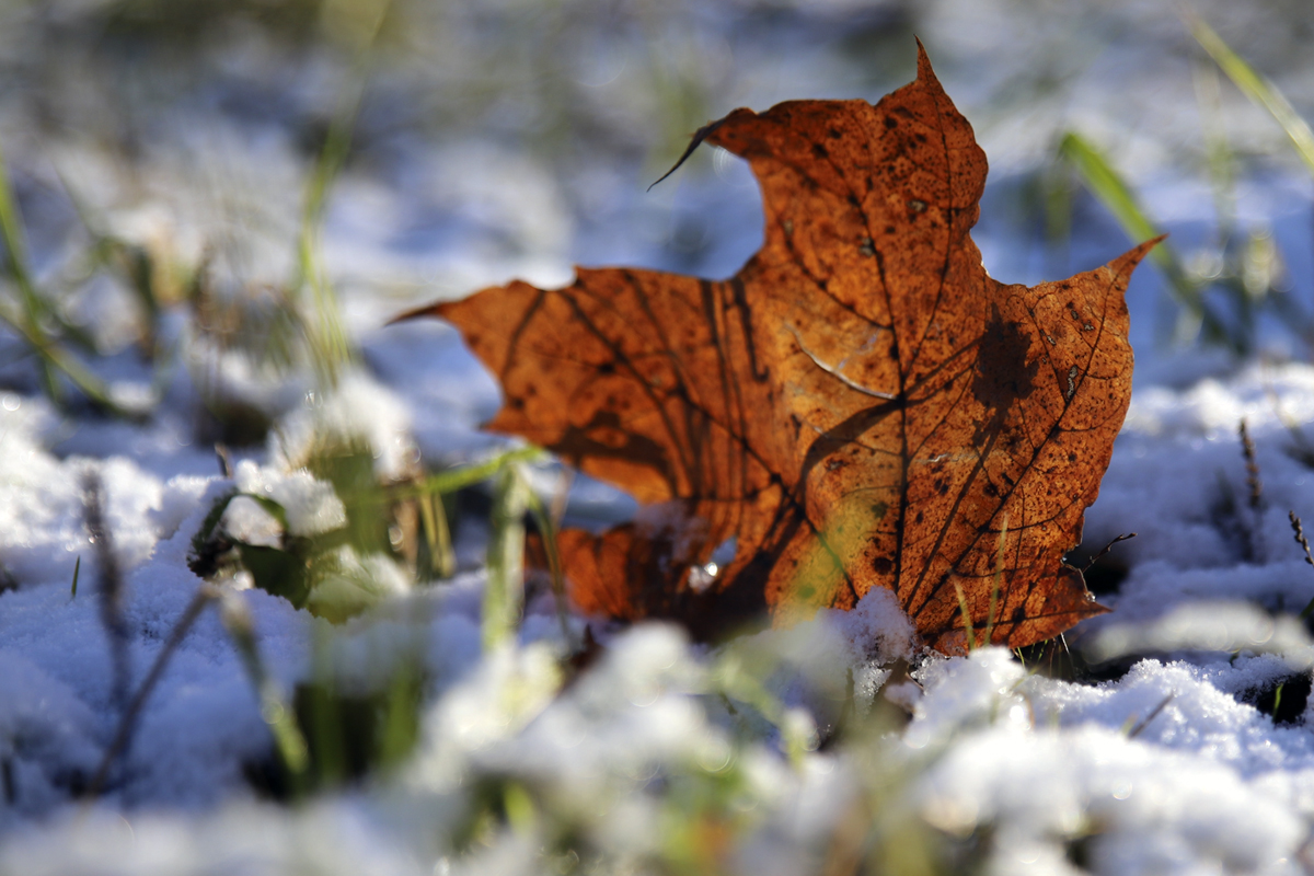 «Бабье лето» в декабре: чем опасна для белёвцев тёплая зима «Бабье лето» в декабре: чем опасна для белёвцев тёплая зима